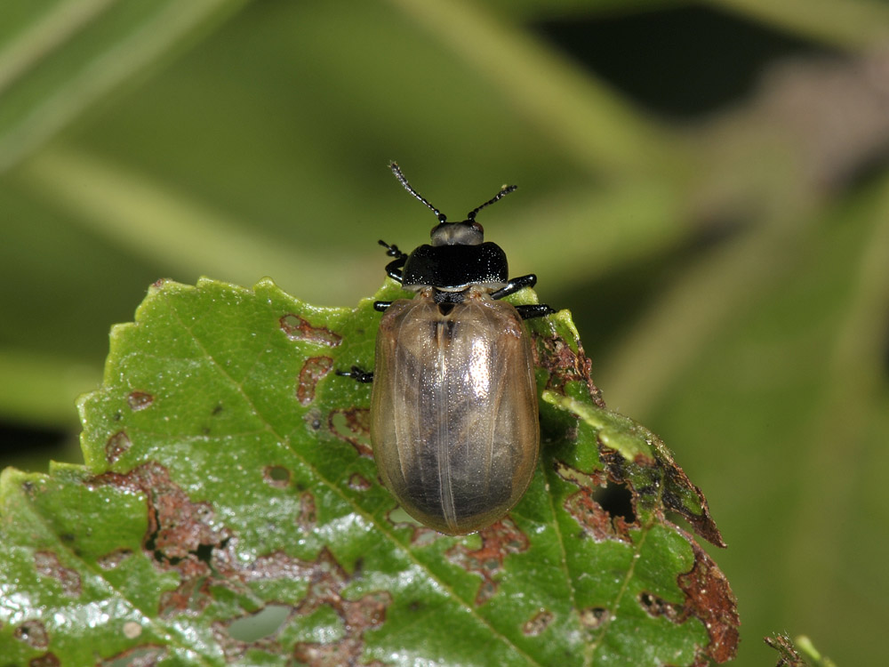 Linaeidea aenea - (Chrysomelidae) - Cambio di abito